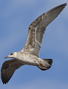 1cy fuscus in August, ringed in Finland. (81365 bytes)
